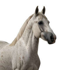 portrait of a horse  with transparent background PNG and JPEG image
