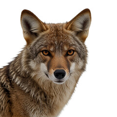 Fototapeta premium wolf isolated with transparent background PNG and JPEG image