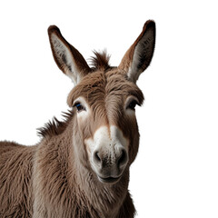 portrait of a donkey  with transparent background PNG and JPEG image