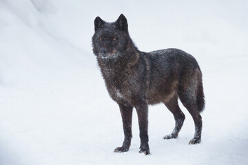 Canadian black wolf standing in the snow © fotomaster