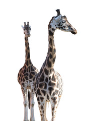 two giraffes isolated on white background