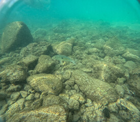 Under water at Poipu beach in Kauai, Hawaii, USA
