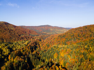 Vibrant Autumn Forest Landscape