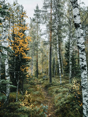 Obraz premium A serene Scandinavian forest scene, with a path leading through the center, surrounded by trees and bushes in various shades of green and yellow.
