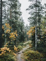 Obraz premium A serene Nordic forest scene with a path leading through the woods. The path is flanked by trees and is surrounded by a canopy of leaves.