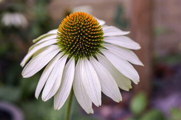 Echinacea purpurea 'White Swan' is a white-flowering variety of coneflower. © photoPepp