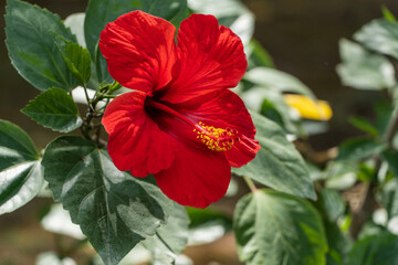 Bright big flower of Chinese hibiscus (Hibiscus rosa-sinensis), China rose or Hawaiian hibiscus, growing in landscape garden. Blurred background. Selective focus. Nature concept for design.