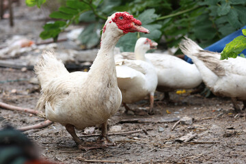 The white duck is happy on mud in farm after rainny day