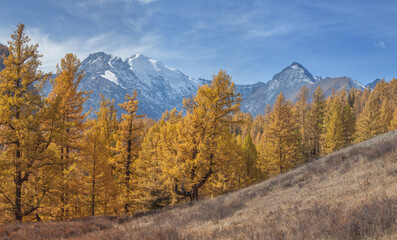 Autumn landscape, mountain peaks and autumn forest, sunny day