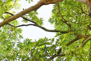 Fototapeta premium Dita, Devil Tree or Alstonia scholaris and sky