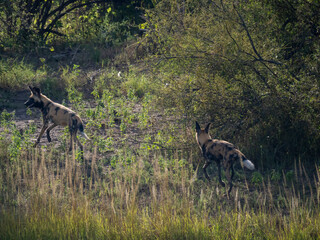Afrikanischer Wildhund (Lycaon pictus)