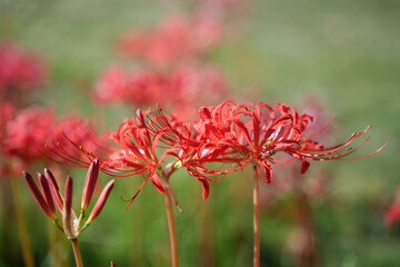 秋の訪れを告げる小彼岸花

