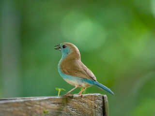 Blauastrild (Uraeginthus angolensis), Angola-Schmetterlingsfink
