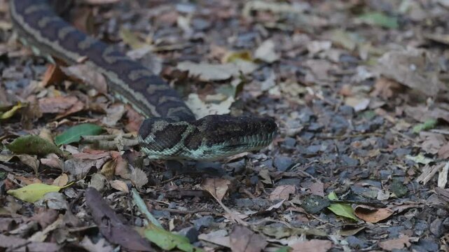 Python Moving Through Forest Floor