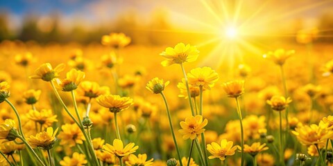 Fototapeta premium Field of yellow flowers with sunlight shining on them, extreme close-up