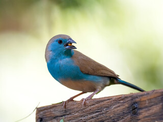 Blauastrild (Uraeginthus angolensis), Angola-Schmetterlingsfink