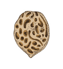 Peach fruit seed vector illustration