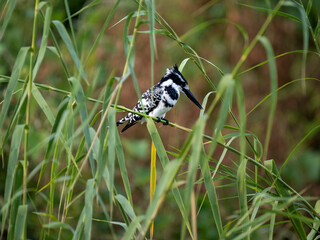 Graufischer (Ceryle rudis)
