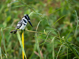 Graufischer (Ceryle rudis)