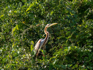 Purpurreiher (Ardea purpurea)
