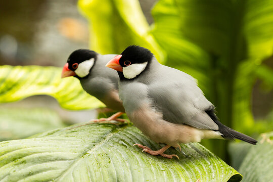 "Java Rice Bird" Images – Browse 3,676 Stock Photos, Vectors, and Video ...