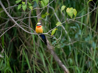 Weißstirnspint (Merops bullockoides)