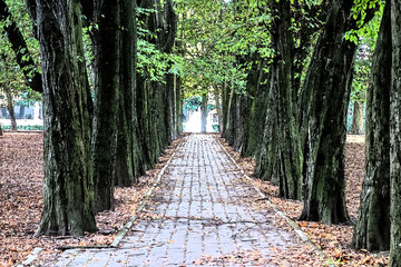 An avenue of trees along the path in the park