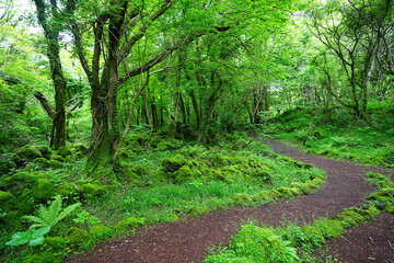mossy rocks and old trees in spring forest
