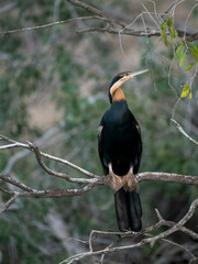 Fototapeta premium Afrika-Schlangenhalsvogel (Anhinga rufa)
