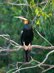 Afrika-Schlangenhalsvogel (Anhinga rufa)