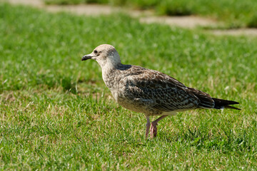 Yellow-legged Gull Larus michahellis
