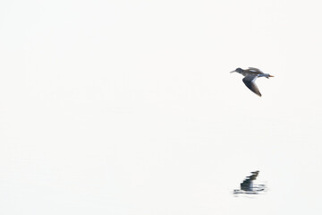 Common redshank, Tringa totanus in fly over marshes Victoria y Joyel, Santoña, Cantabria, Spain