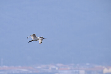 Common Spoonbill Bird in fly, Platalea leucorodia