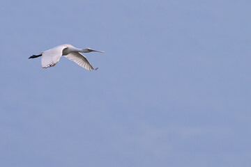 Common Spoonbill Bird in fly, Platalea leucorodia