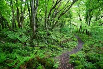 fresh ferns and old trees in spring forest