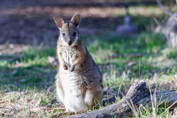 Mainland Tammar Wallaby