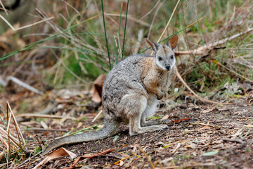 Mainland Tammar Wallaby