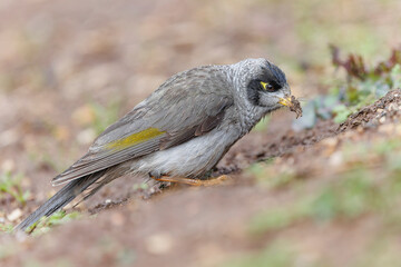 Noisy Miner foraging for grubs 