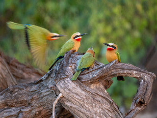 Weißstirnspint (Merops bullockoides)