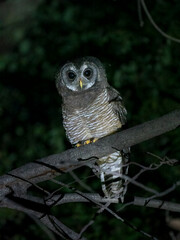 Afrika-Waldkauz (Strix woodfordii), auch Woodford-Kauz oder Woodford-Waldkauz