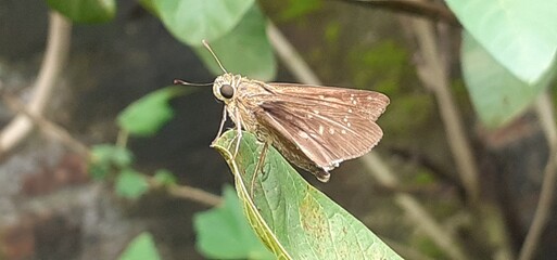 Borbo Cinnara Butterfly Resting on Green Leaf