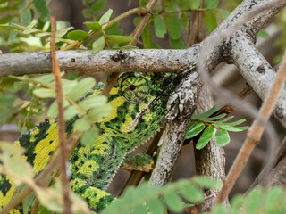 Lappenchamäleon (Chamaeleo dilepis)