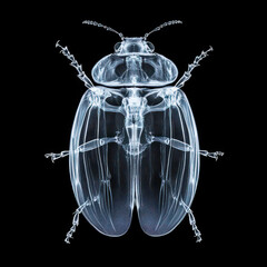 Insect X-ray photograph