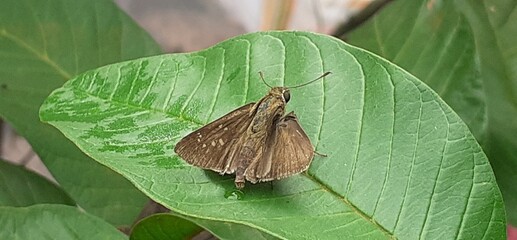 Borbo Cinnara Butterfly Resting on Green Leaves