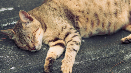 Naklejka premium close up of a cat sleeping on the ground