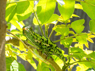 Lappenchamäleon (Chamaeleo dilepis)