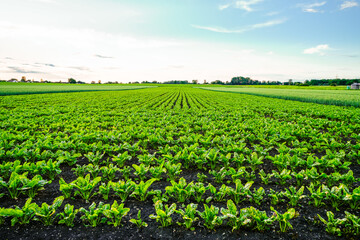 A green field with sugar beet plants.
