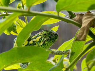 Lappenchamäleon (Chamaeleo dilepis)