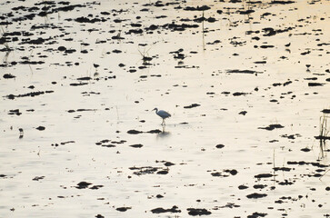 Pacific Reef Egret or Egretta sacra bird , heron
