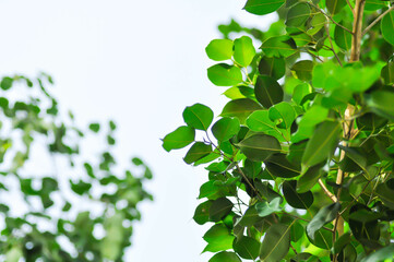Ficus Benjamina  L or Moraceae, Golden Fig or Weeping Fig or Ficus Benjamina and sky
